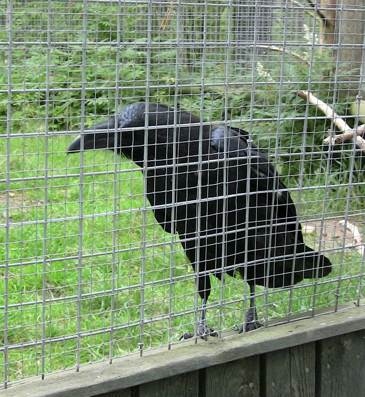 Bennas2010-0425.jpg - The Common Raven